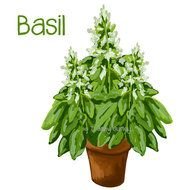 Basil Clip Art N7