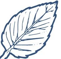 Rose Leaves Clipart Leaf