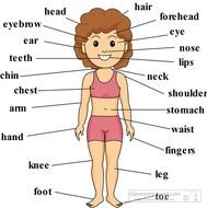 Labeled Body Parts