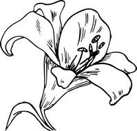 lily flower, coloring page
