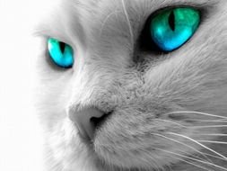 Blue Cat With Green Eyes