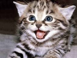 Cute colorful yawning cat