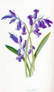 Botanical Bluebells Clip Art drawing