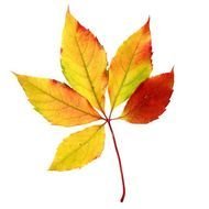 Fall Leaves Clip Art N157