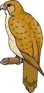 Cartoon Hawk drawing