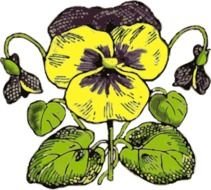 Pansy Flower Clip Art N11