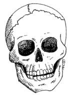 Skull Clip Art N57