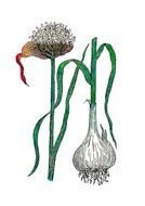 Garlic Illustration