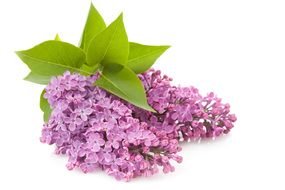 Clip art of Purple Lilac Flowers