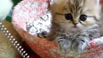 cute kitten in bowl