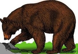 Colored Bears