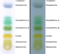 Chlorophyll Chromatography drawing