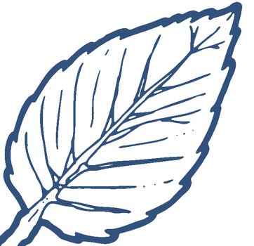 Rose Leaves Clipart Leaf