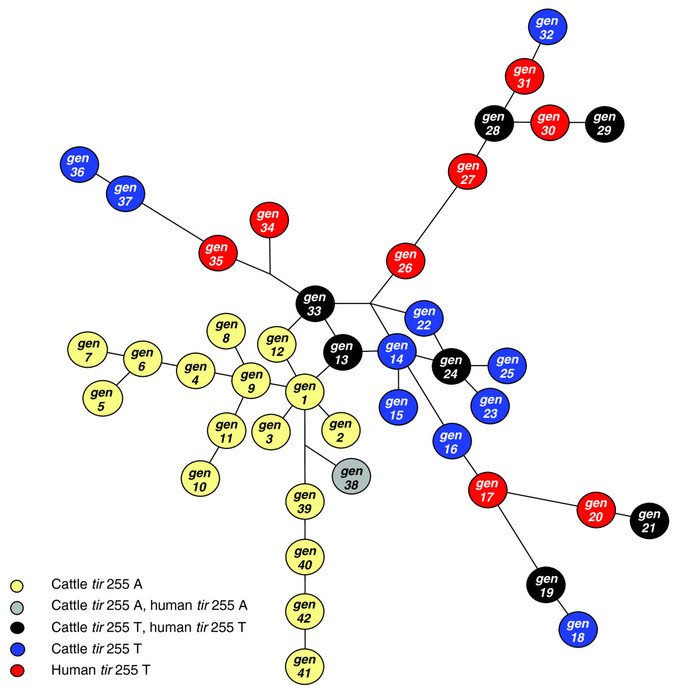 Genotype Biology chart drawing
