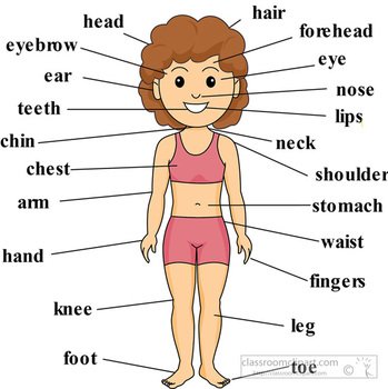 Labeled Body Parts