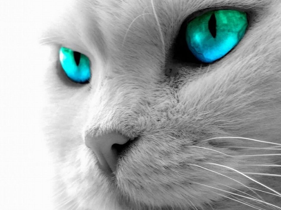 Blue Cat With Green Eyes