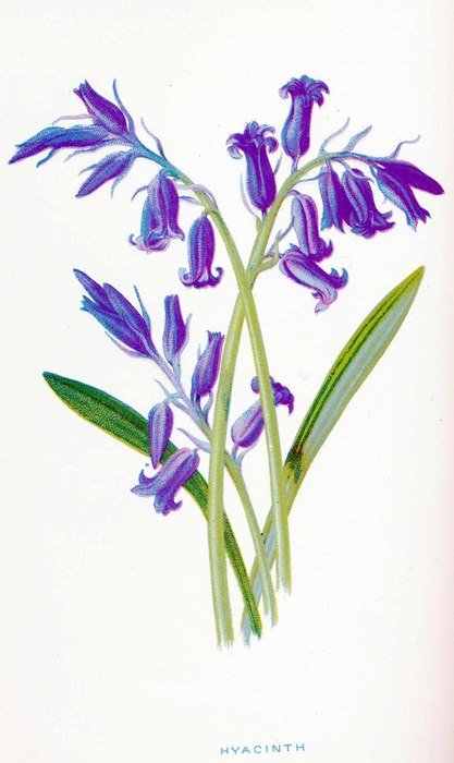 Botanical Bluebells Clip Art drawing