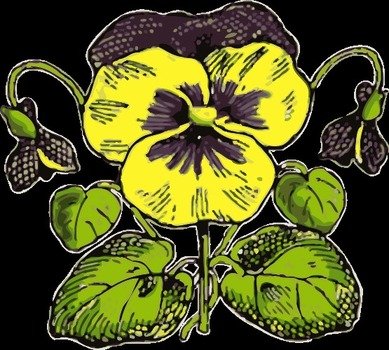 Pansy Flower Clip Art N11