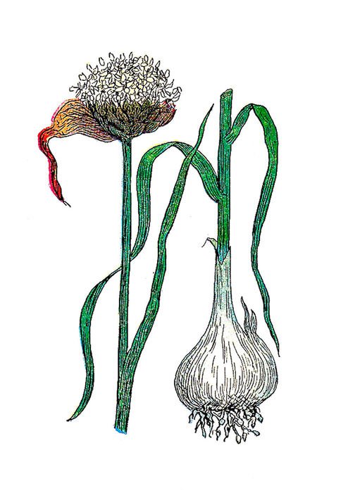 Garlic Illustration