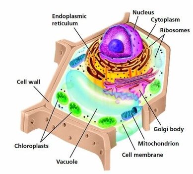 Plant Cell Organelles N2