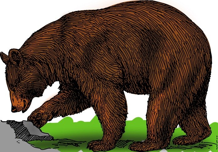 Colored Bears