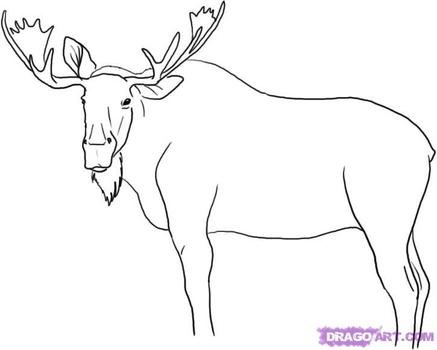 Moose Drawings N2