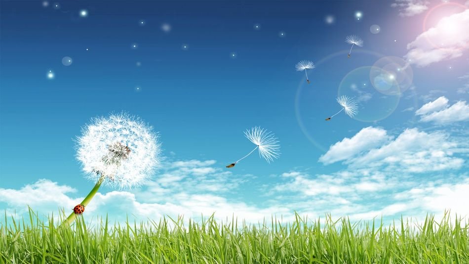 ladybug on stem of white dandellion on lawn, Summer Desktop