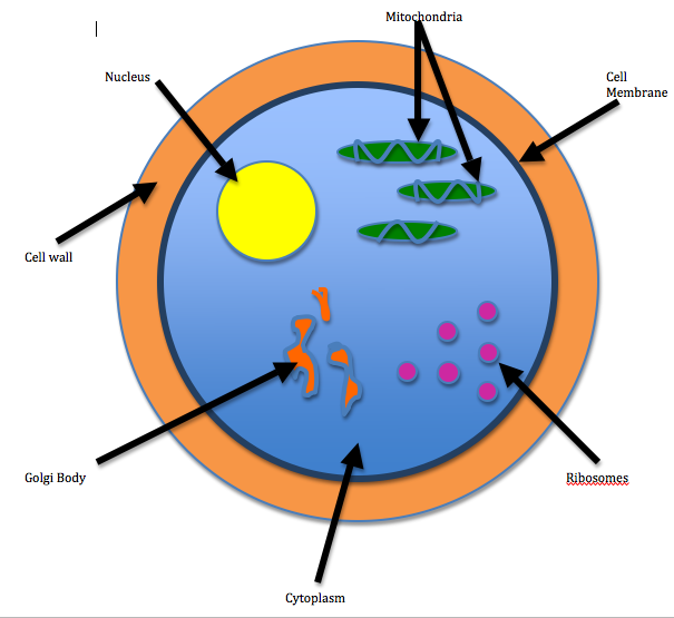 Animal Cell Not Labeled Free Image Download