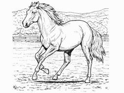 horse runs on lawn, black and white drawing