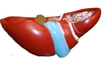 human liver model