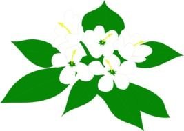 Magnolia Flower Clip Art drawing