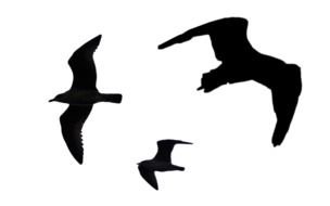 white drawing of birds on a black background