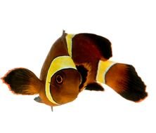 Fish toy drawing