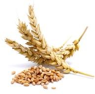 cereal spikelets and a bunch of grain