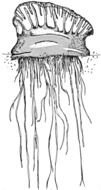 Portuguese Man O War drawing