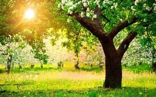 beautiful spring garden