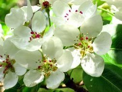 apple blossom as picture for clipart