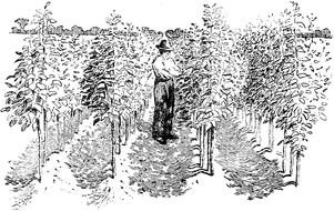 Apple Tree Nursery drawing