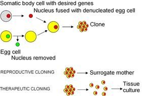 somatic body cell cloning