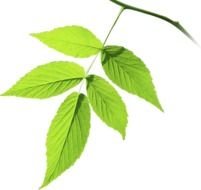 Green Leaf N7