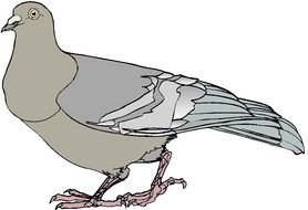 Pigeon bird Clip Art drawing