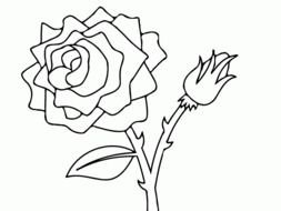 rose with buds as a graphic illustration