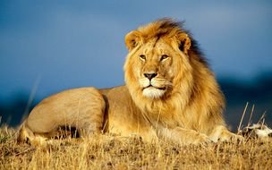 African Lion Animal drawing