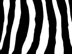 black and white striped Pattern, Zebra