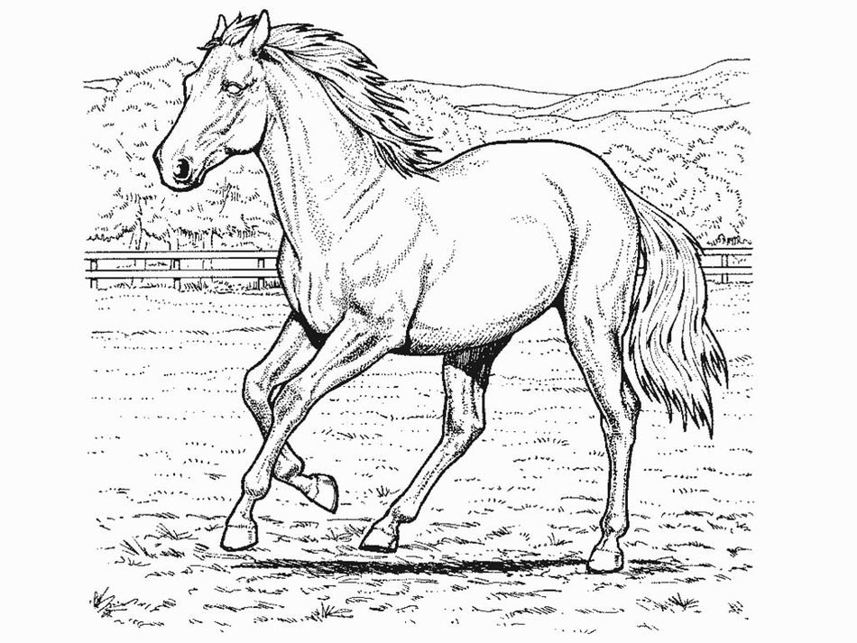horse runs on lawn, black and white drawing