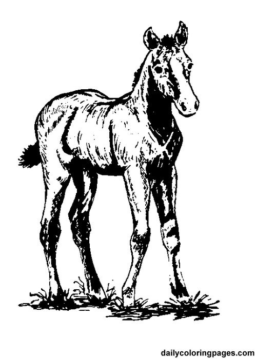 Horse Coloring Pages N6
