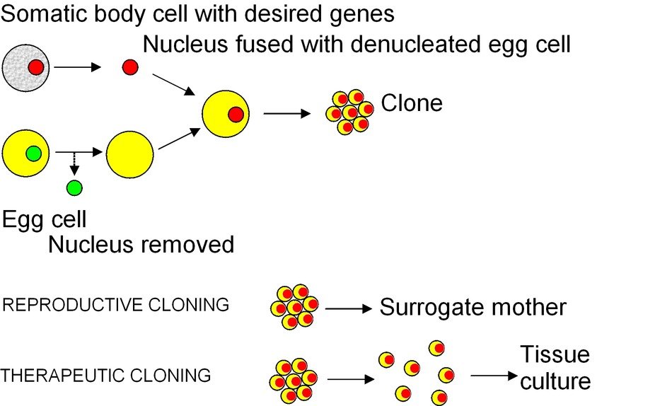 somatic body cell cloning