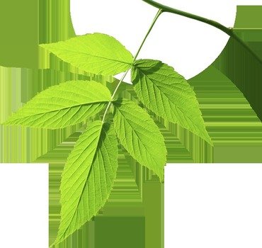 Green Leaf N7