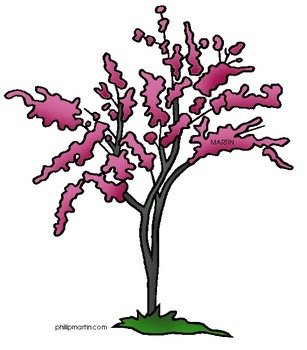 Oklahoma State Tree