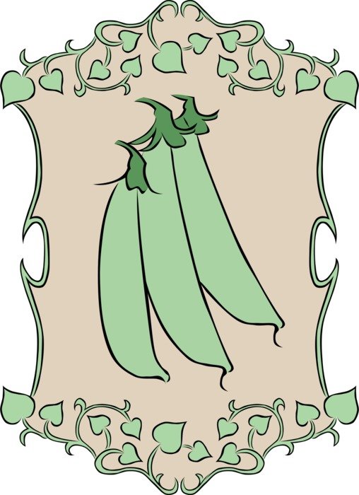 drawing of the pea vine